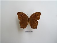 藏品(森林暮眼蝶)的圖片